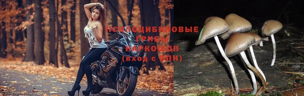 ГАЛЛЮЦИНОГЕННЫЕ ГРИБЫ Пересвет