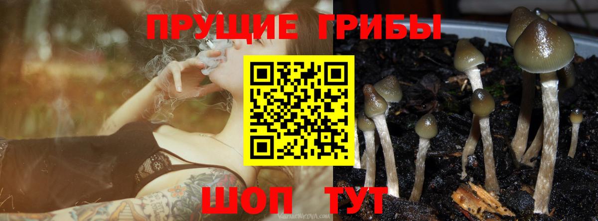 Галлюциногенные грибы Psilocybine cubensis  Вход с VPN  Великие Луки 
